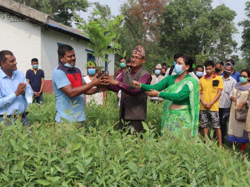 कञ्चनपुर जिल्लामा निःशुल्क बिरुवा वितरण सुरु